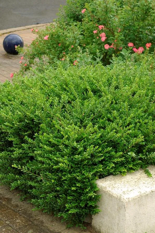 Terülő Törpelonc 20-30cm „Lonicera nitida Moss Green”