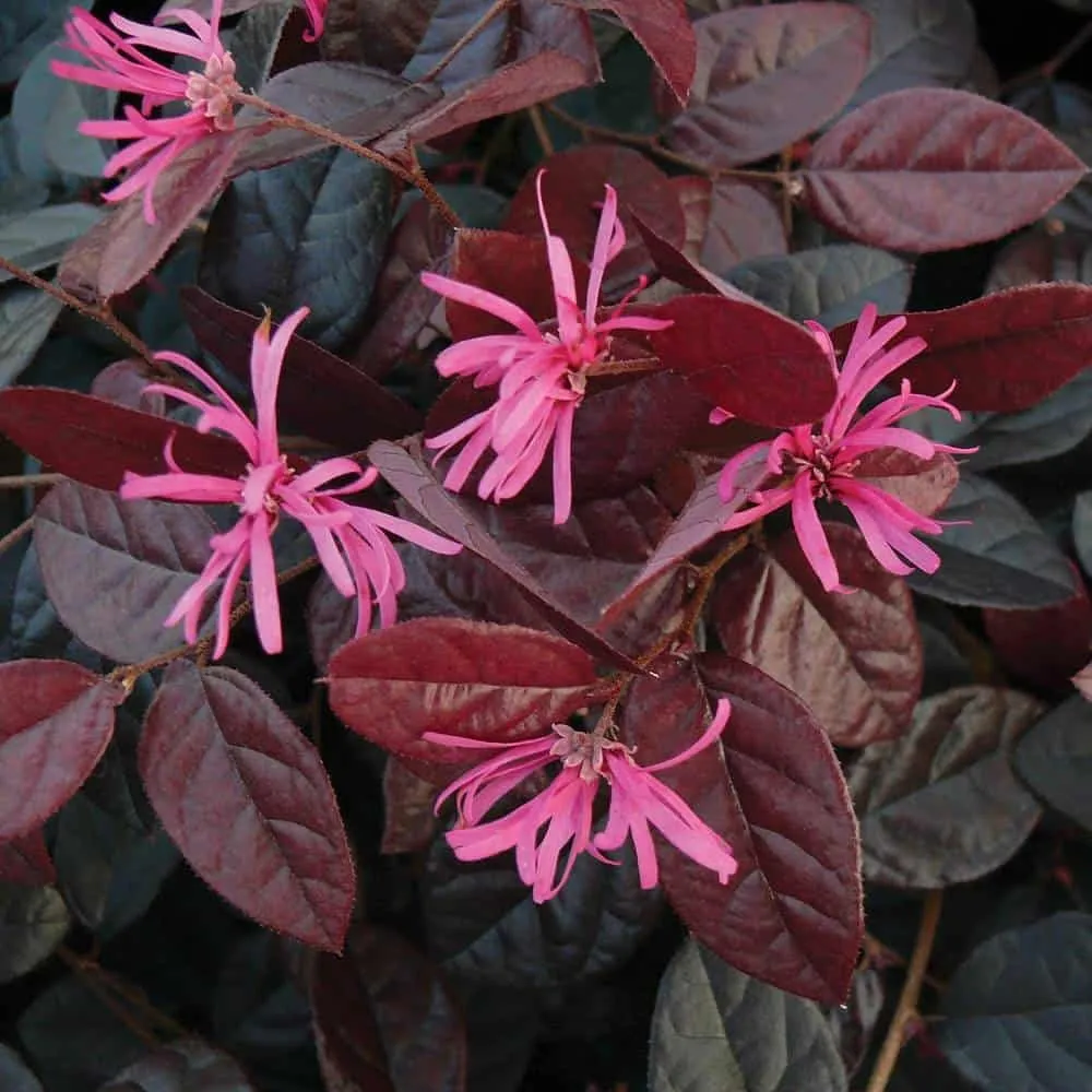Kínai Rojtosvirág 30-40cm „Loropetalum Chinense Fire Dance”