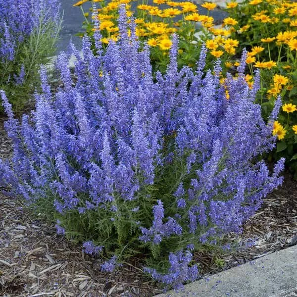 Sudárzsálya „Lacey Blue” 30-40cm „Perovskia atriplicifolia”