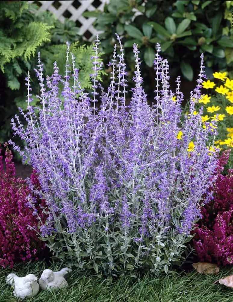 Sudárzsálya „Little Spire” 30-40cm „Perovskia atriplicifolia”