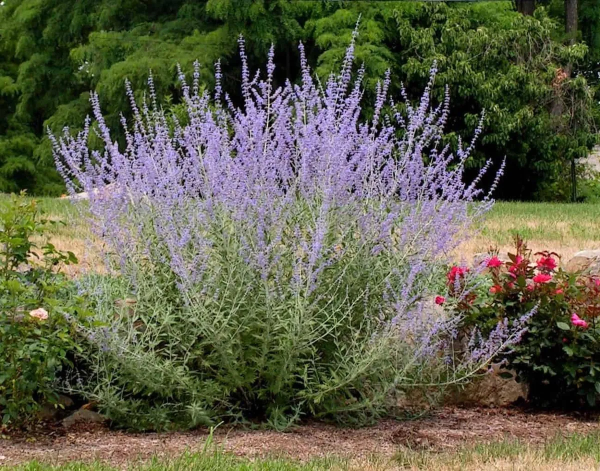 Sudárzsálya „Silvery Blue” 30-40cm „Perovskia atriplicifolia”