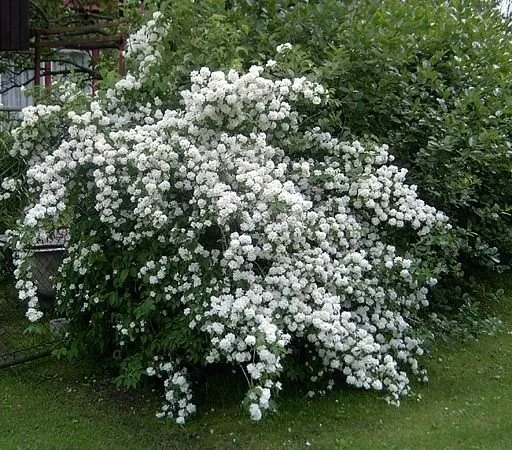 Pompás Jezsámen „Dame Blanche” 30-40cm „Philadelphus coronarius”