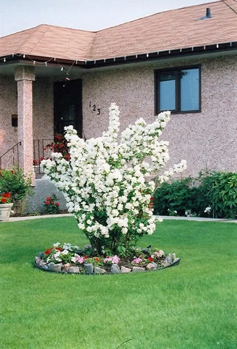 Pompás Jezsámen „Minnesota Snowflake” 30-40cm „Philadelphus coronarius”