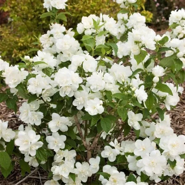 Pompás Jezsámen „Snow Velvet” 30-40cm „Philadelphus coronarius”