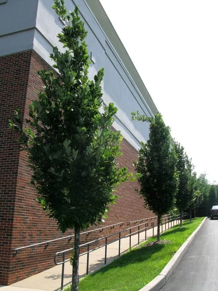Oszlopos Tölgy „Regal Prince” 100cm „Quercus x Warei Regal Prince”