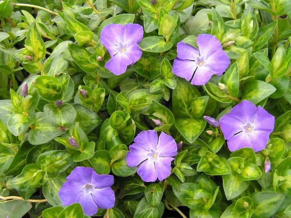 Sárga tarka levelű Nagy Meténg 30cm „Vinca major Maculata”