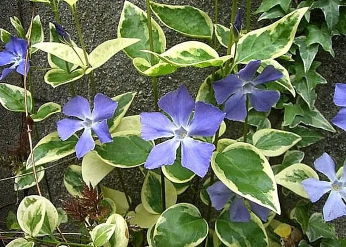 Nagy Meténg Fehér tarka levelű 10cm „Vinca major Variegata”
