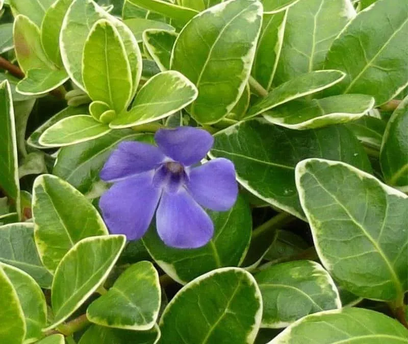 Kis Meténg Fehér tarka levelű 10cm „Vinca minor Argenteovariegata”