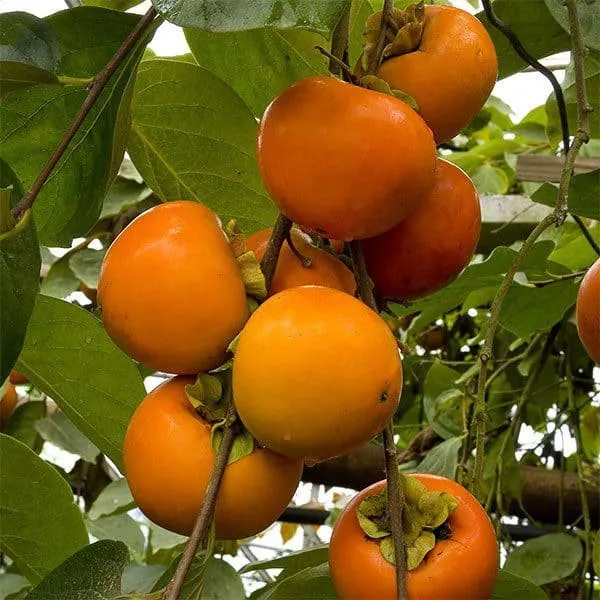 Datolyaszilva „Tipo” 150cm Kakiszilva „Diospyros kaki”