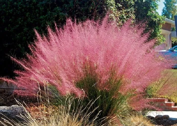 Vattacukorfű 30-50 cm „Muhlenbergia capillaris Pink Cloud”