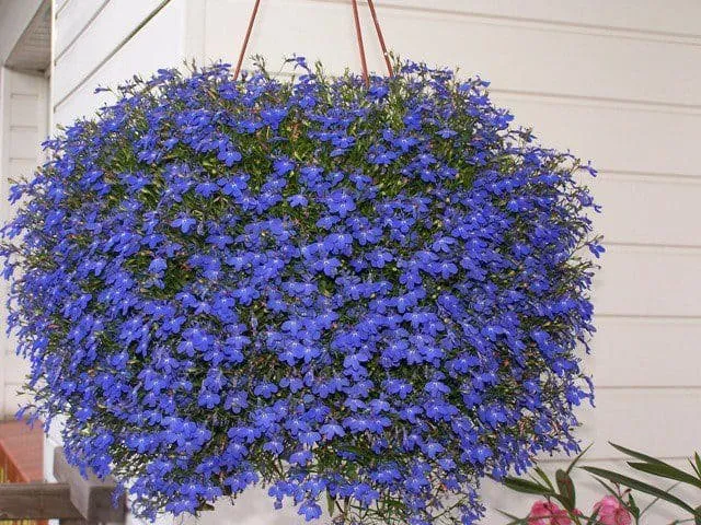 Csüngő lobélia 10 cm „Lobelia erinus Richardii”