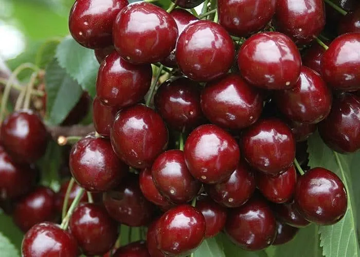 Cseresznye „Bigarreau Burlat” 100cm (Konténeres)