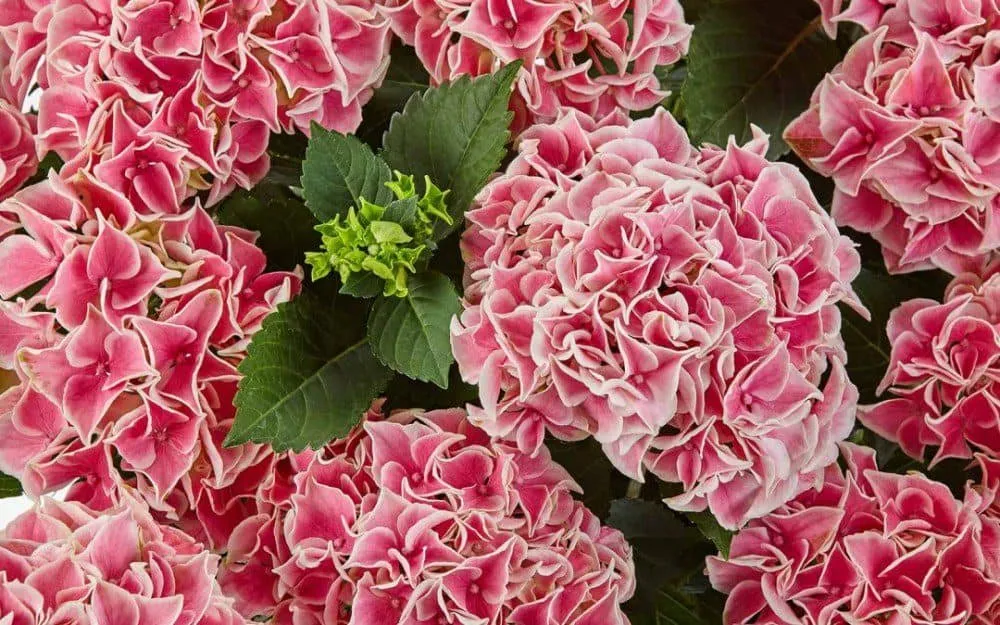 Kerti hortenzia „Candy Pink” Rózsaszín-fehér 20-30cm „Hydrangea macrophylla”
