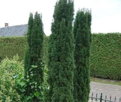 Oszlopos Tiszafa „Fastigiata Robusta” 30cm „Taxus baccata”