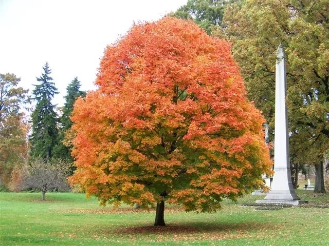 Kanadai Juhar 150cm „Acer saccharinum”