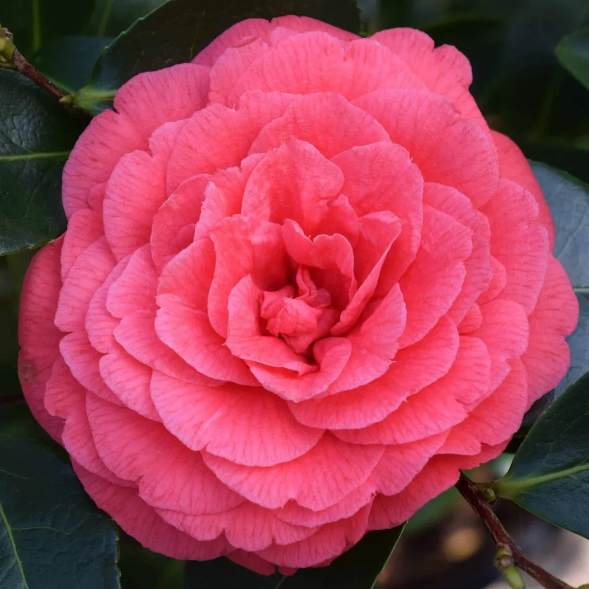 Japán kamélia „Coquetti” Korallpiros 20-30cm „Camellia japonica”
