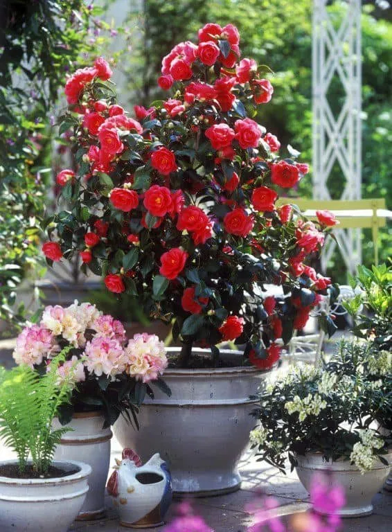 Japán kamélia „Black Lace” 60cm „Camellia japonica” Sötétpiros
