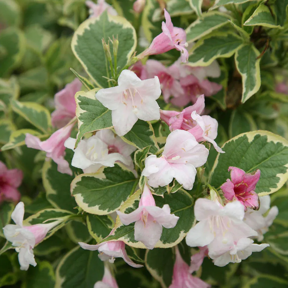 Rózsalonc „Variegata” Tarka levelű rózsaszín 30cm „Weigela florida”