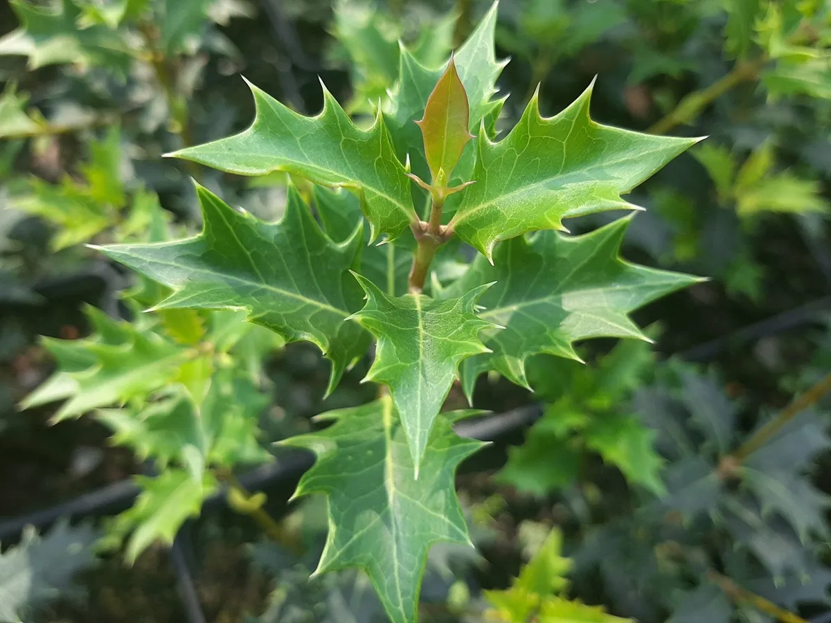 Illatvirág 30cm „Osmanthus heterophyllus” Illatcserje