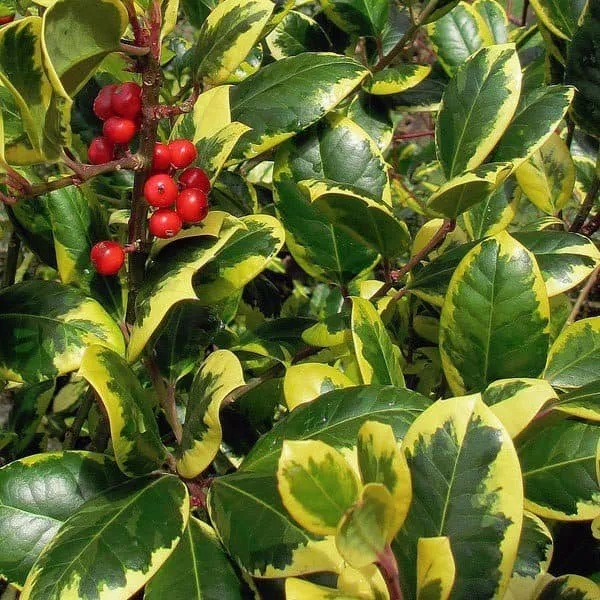 Arany-tarka levelű Magyal FA 100cm „Ilex aquifolium Golden King”