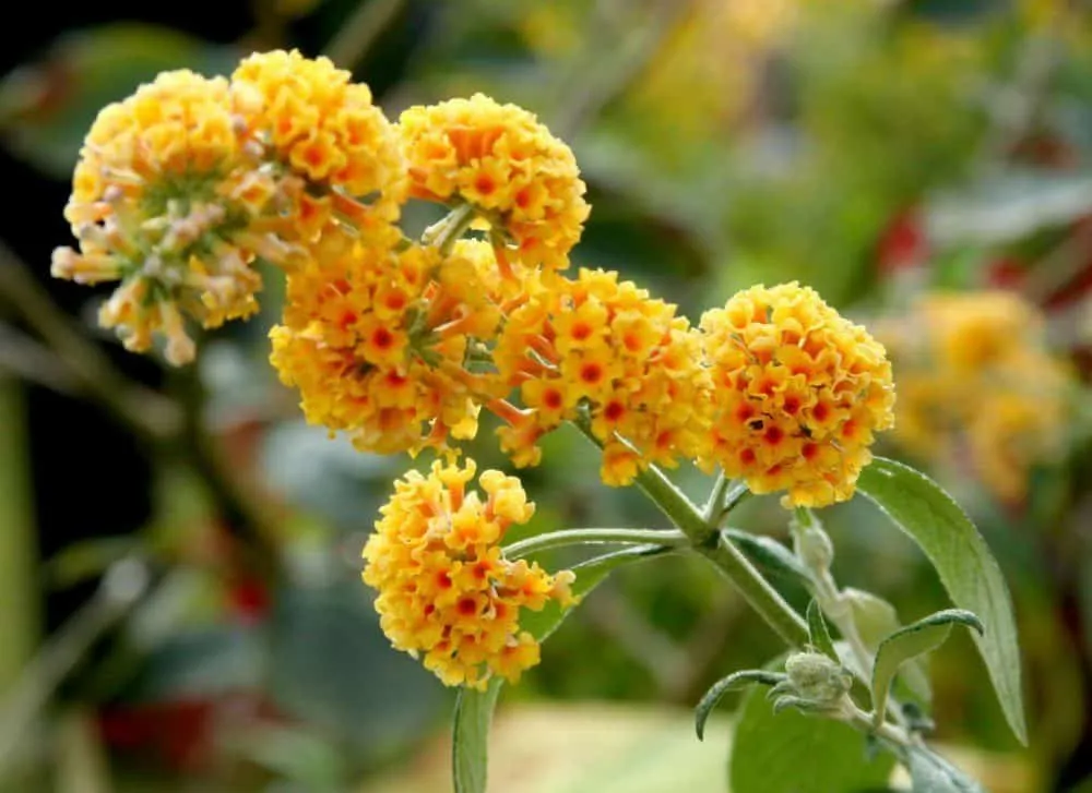 Nyári Orgona „Sungold” SÁRGA 30-40cm „Buddleia weyeriana”