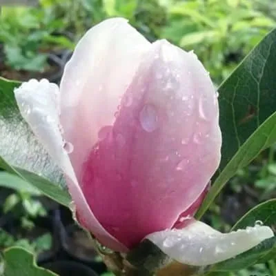 Magnolia „Sundew” 250cm Hatalmas virágú Liliomfa