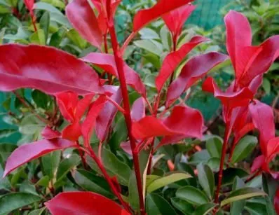 Korallberkenye „Red Select” 30-50cm „Photinia fraseri”