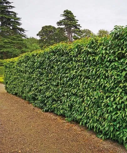 Portugál babérmeggy „Prunus laurocerasus Angustifolia” 30cm