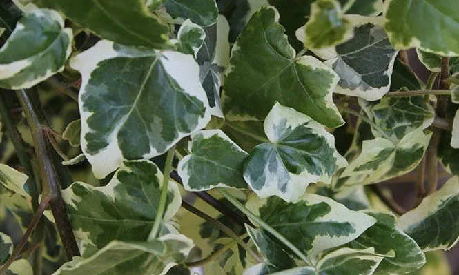 Fehér-tarka levelű borostyán 30-40cm „Hedera helix Glacier”