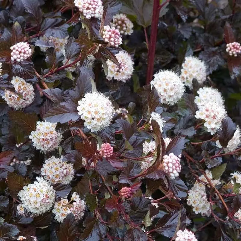Bordó levelű Hólyagvessző „Midnight” 30-40cm “Physocarpus Opulifolius”