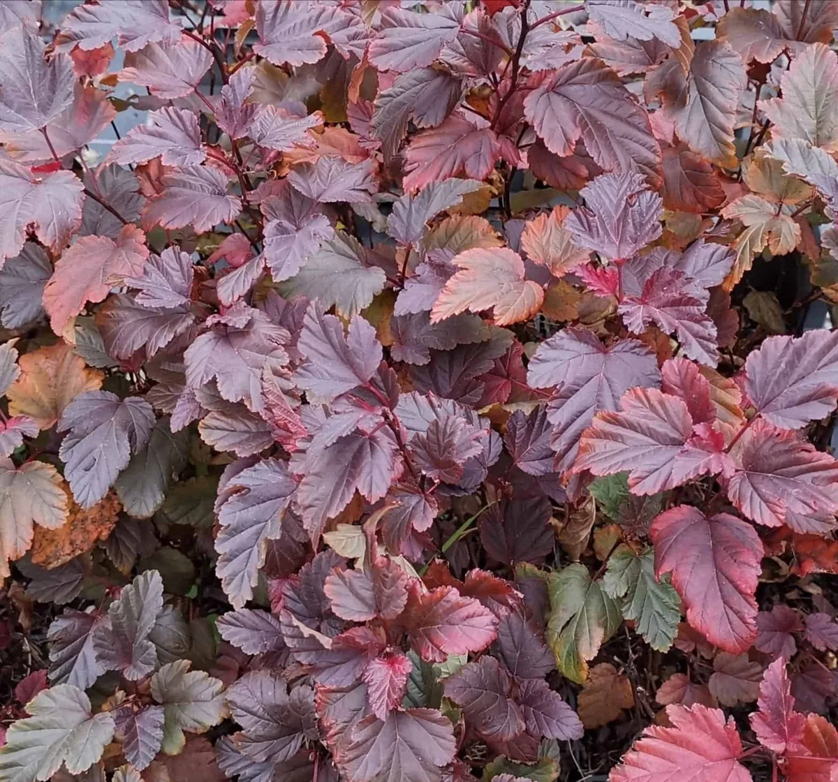 Törpe hólyagvessző „Little Angel” 20-30cm „Physocarpus opulifolius”