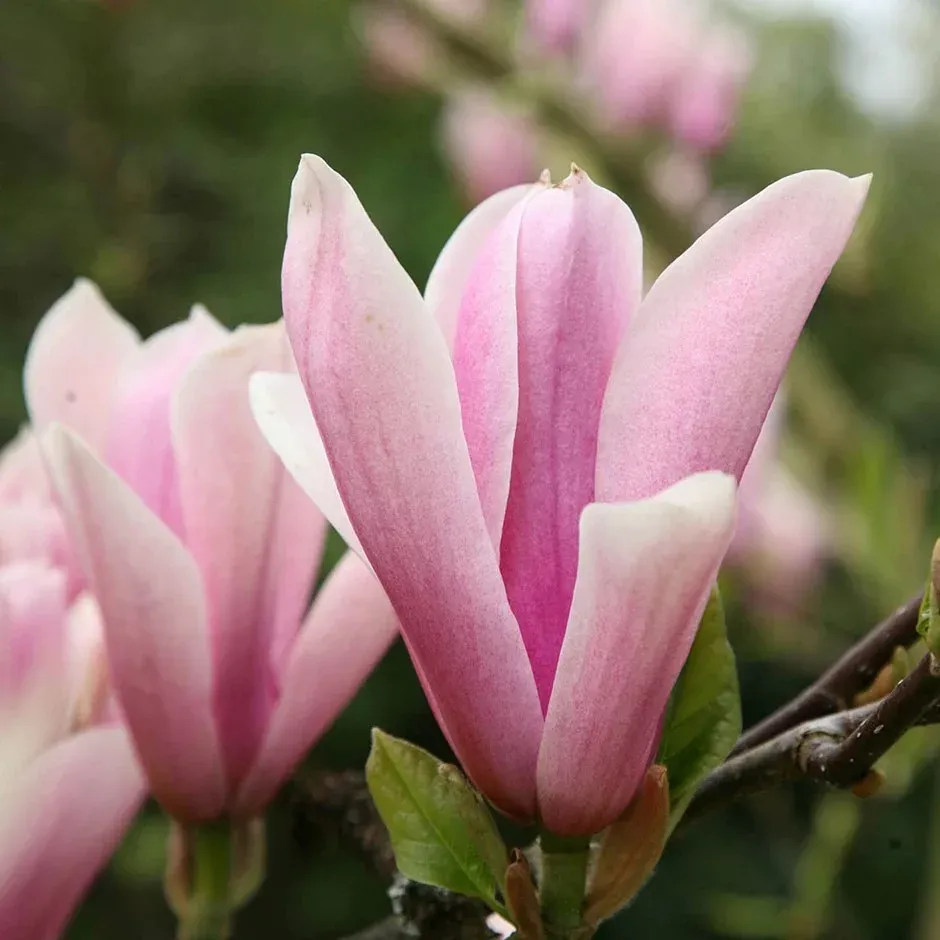 Magnolia „Heaven Scent” 150cm Liliomfa