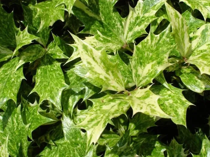 Tarka levelű illatvirág 50cm „Osmanthus ilicifolius Tricolor”