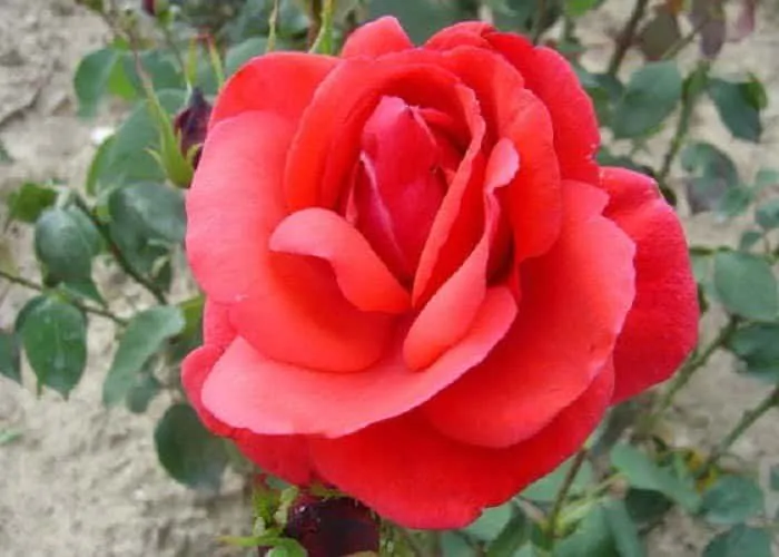 Tearózsa „Queen of Bermuda” 30cm Muskátlipiros