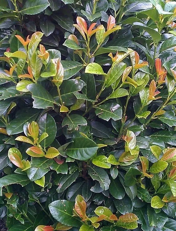 Babérmeggy „Etna” 30cm „Prunus laurocerasus”