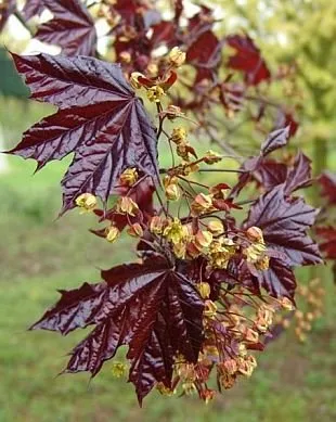 Vörös levelű juhar 3-4 méteres „Acer platanoides Royal Red”