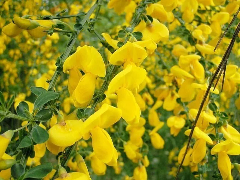 Zanót „Allgold” CITROMSÁRGA 30-40cm „Cytisus praecox”