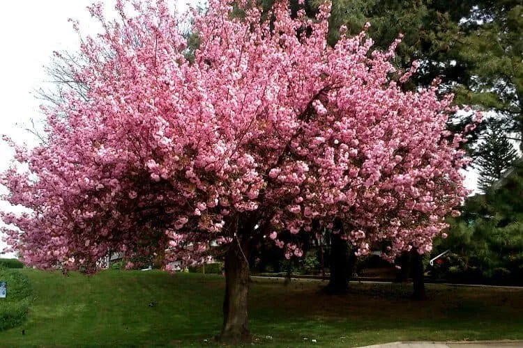 Japán díszcseresznye 250 cm “Prunus serrulata Kanzan” (Konténeres)