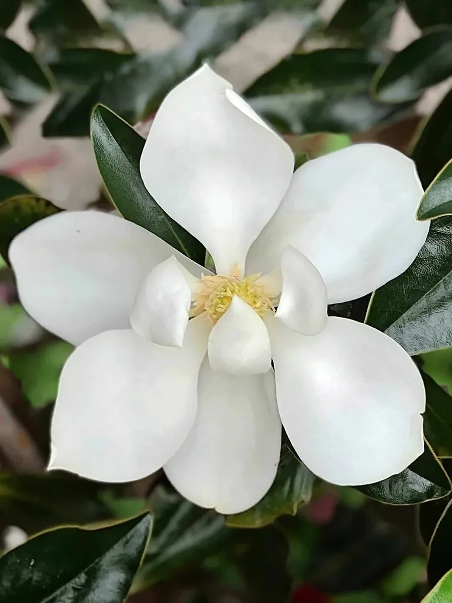 Örökzöld magnolia „Little Gem” 120cm „Magnolia Grandiflora”