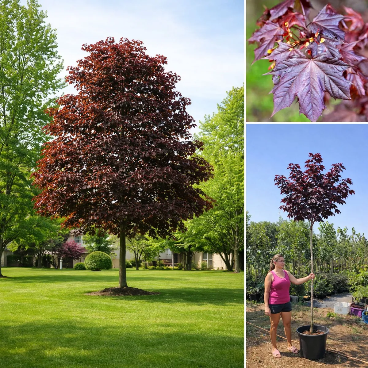 Vérjuhar/Vörösjuhar 300cm „Acer platanoides „Crimson King” (Konténeres)