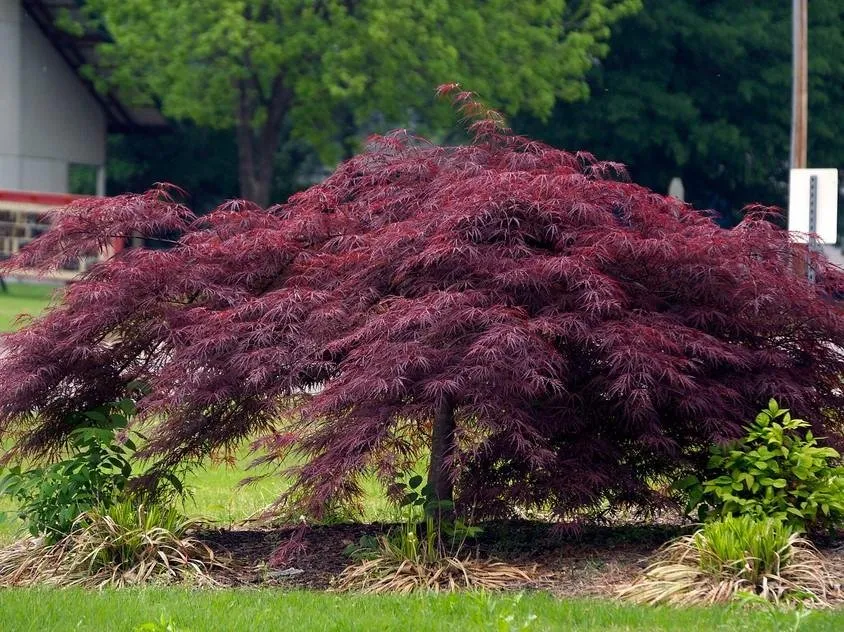 Japán Juhar „Crimson Queen” 40-60 cm „Acer palmatum” Japánjuhar