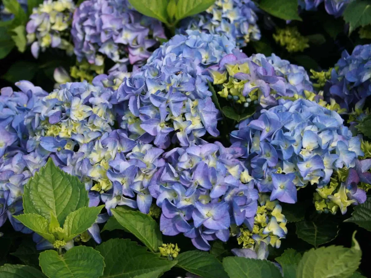 Kerti Hortenzia „Early Blue” Kék 20-30cm „Hydrangea macrophylla”
