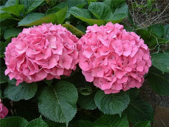 Kerti Hortenzia „Pretty Pink” Rózsaszín 30cm „Hydrangea macrophylla”