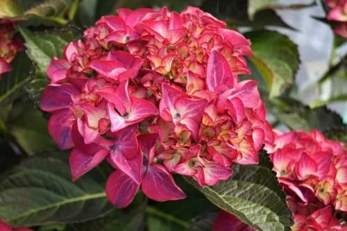 Kerti Hortenzia „Red Angel” Pirosas Rózsaszín 20-30cm „Hydrangea macrophylla”