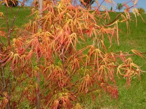 Japán Juhar „Villa Taranto” 80 cm „Acer palmatum” Keskeny levelű japánjuhar