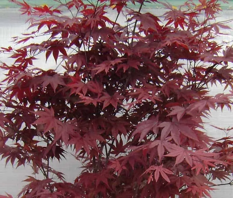 Japán Juhar „Red Emperor” 150cm „Acer palmatum” japánjuhar