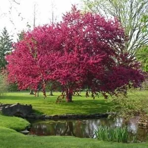 Vörös levelű díszalma 250cm „Malus Royalty” (Konténeres díszfaáru)