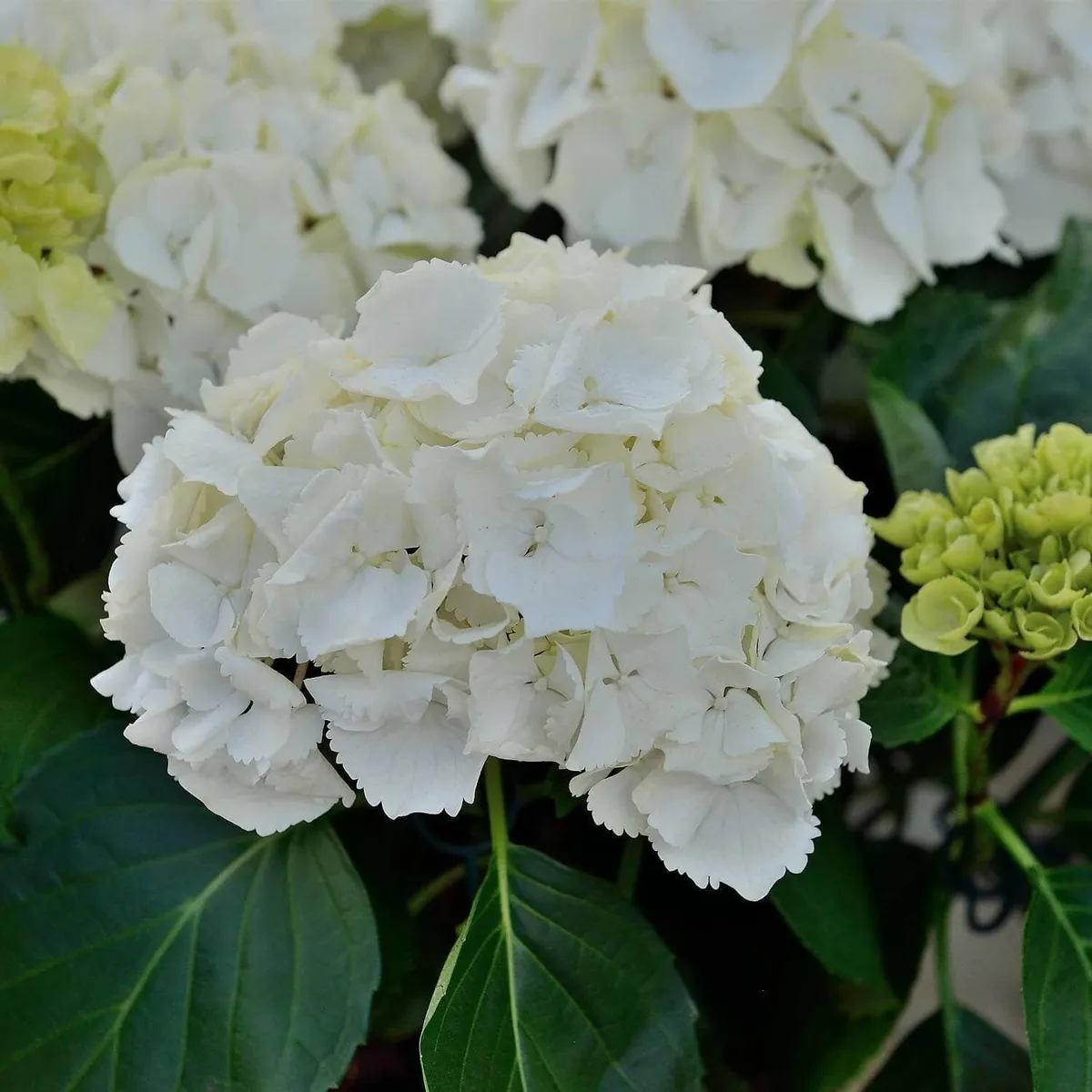 Kerti Hortenzia „Schneeball” Fehér 20-30cm „Hydrangea macrophylla”
