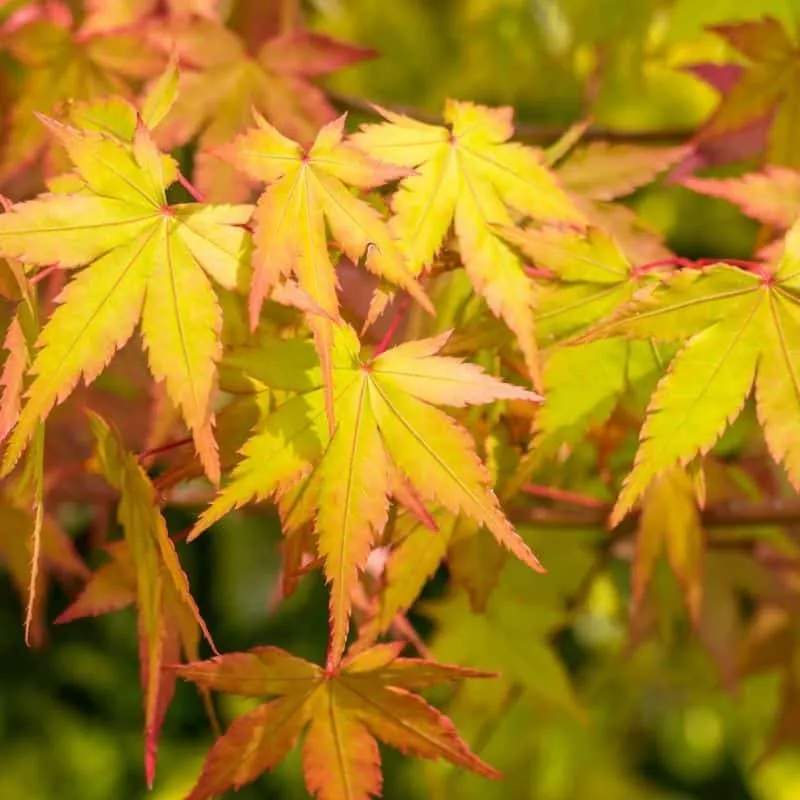 Japán Juhar „Summer Gold” 100 cm „Acer palmatum” Arannysárga lombú Japánjuhar