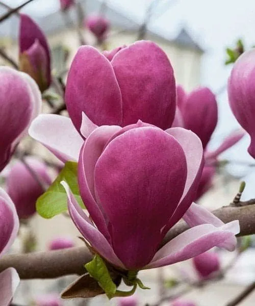 Magnolia „Rustica Rubra” 60-80cm Liliomfa
